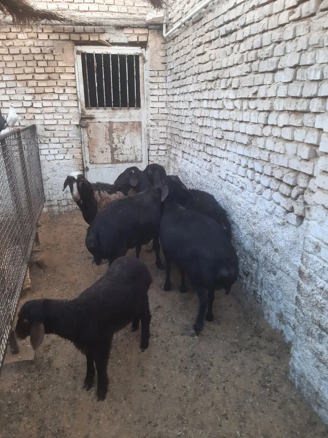 بره|حیوانات مزرعه|اردکان, |دیوار