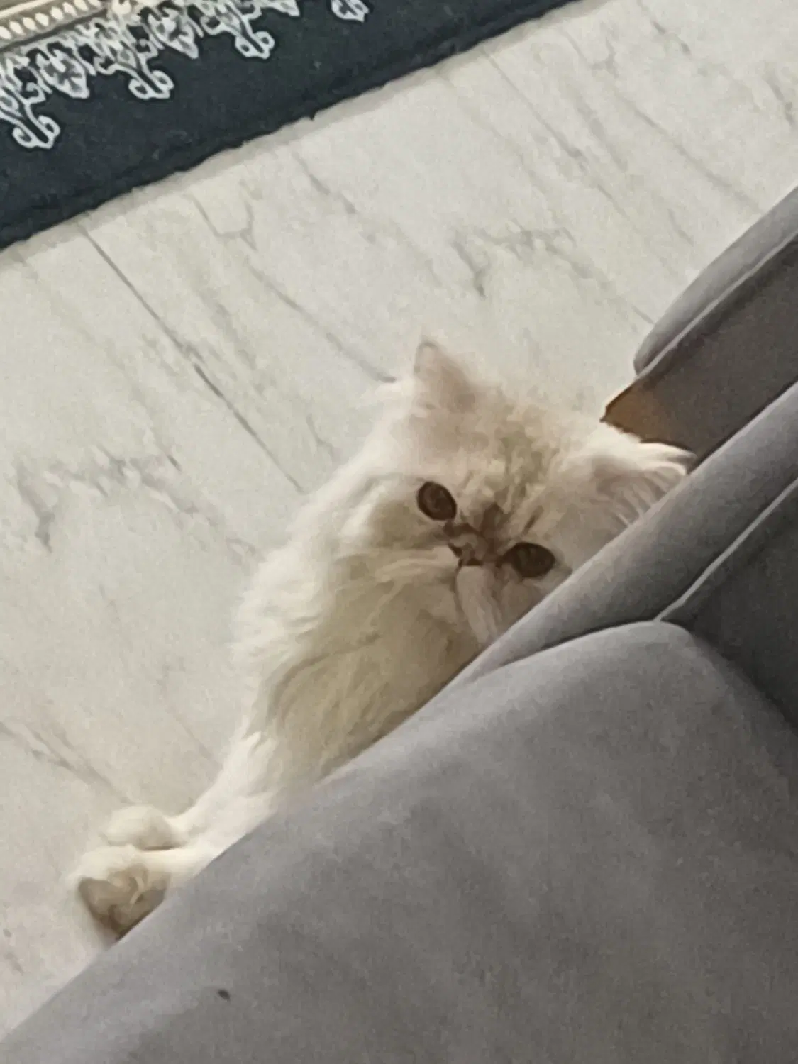 گربه|گربه|بانه, |دیوار