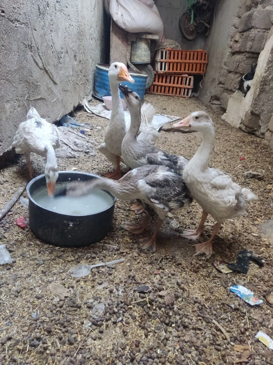 غاز|حیوانات مزرعه|زاهدان, |دیوار