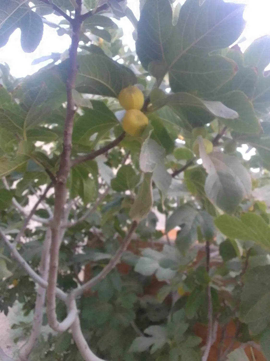 انجیر|خوردنی و آشامیدنی|ساوه, |دیوار