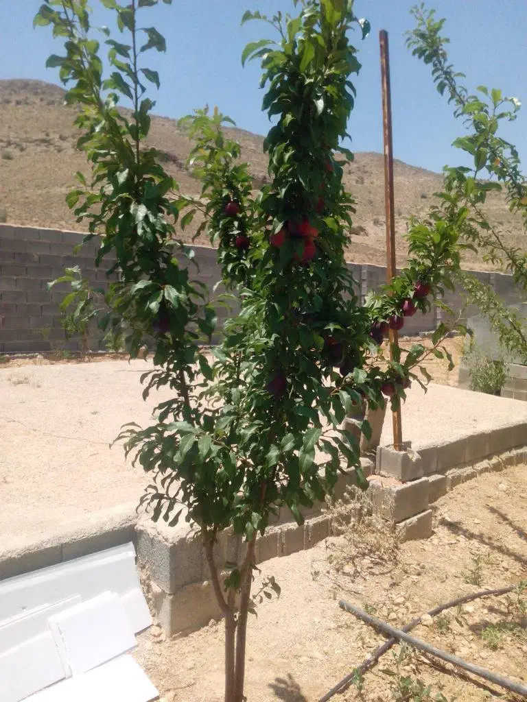 تصویر 8