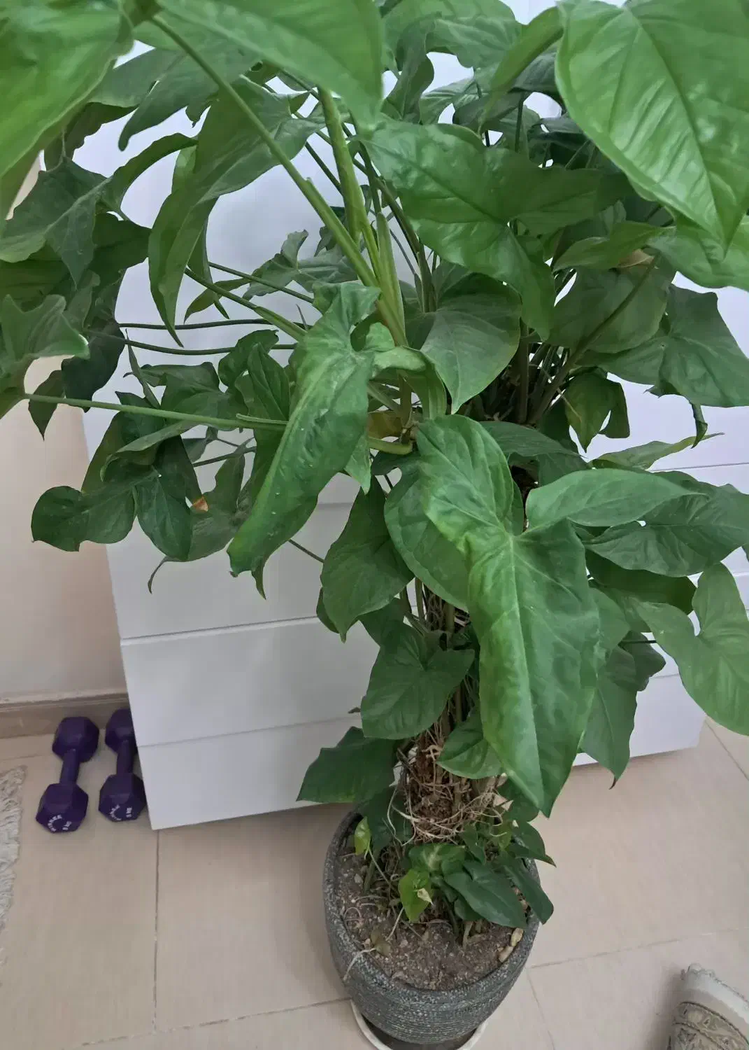 گل پتوس|گل و گیاه طبیعی|تهران, مخصوص|دیوار