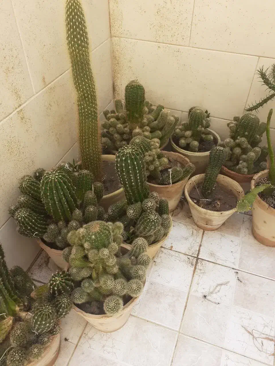 گل وگلدان|گل و گیاه طبیعی|یزد, |دیوار