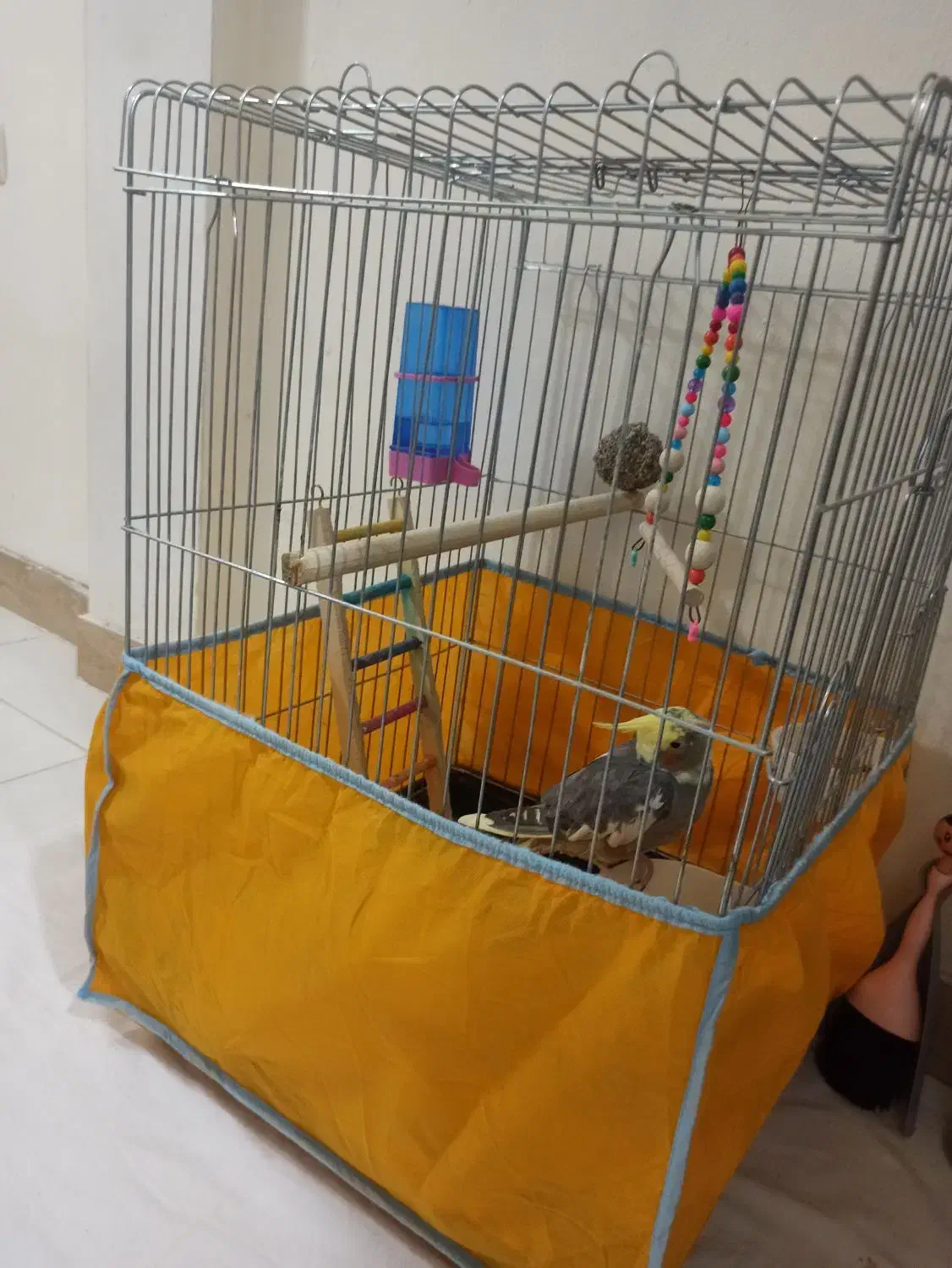 پرنده|پرنده|قیامدشت - خاورشهر, |دیوار