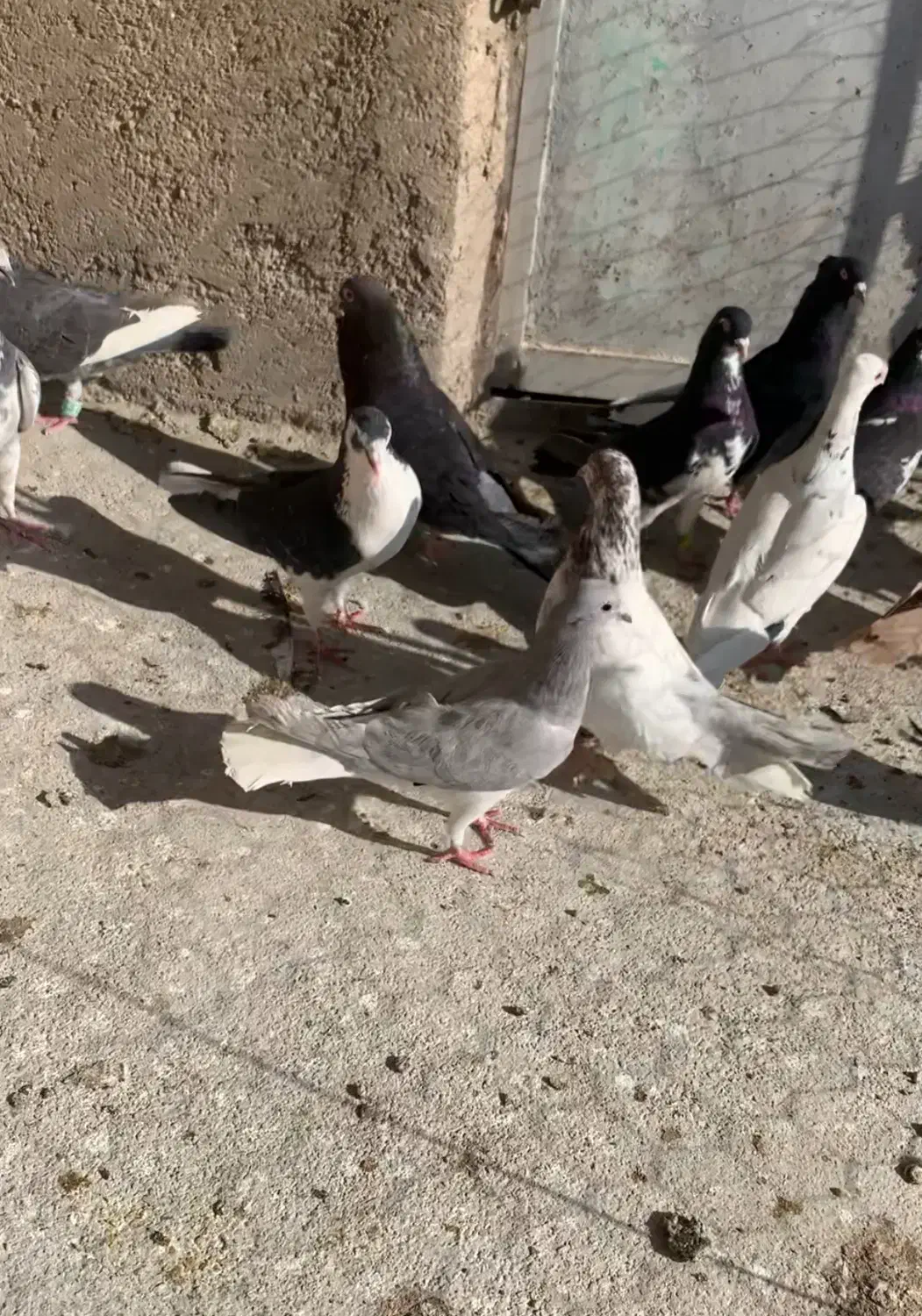 کبوتر|پرنده|شیراز, جوادیه|دیوار