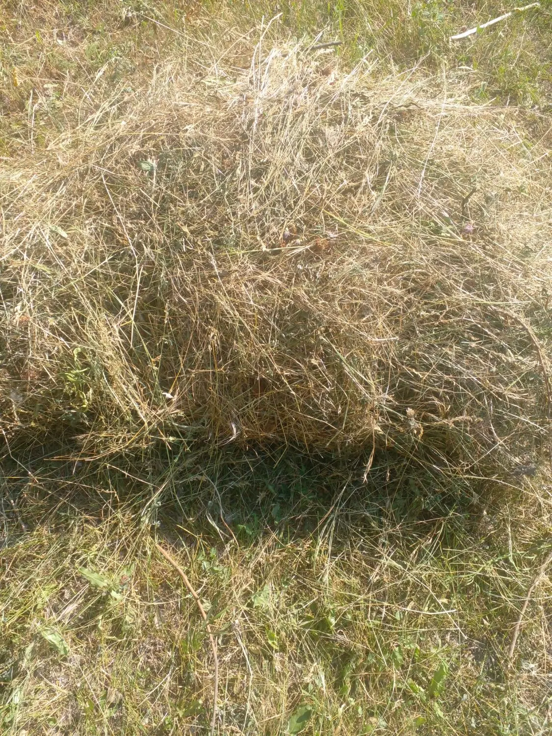 علف|خدمات باغبانی و درختکاری|کشاورز, |دیوار