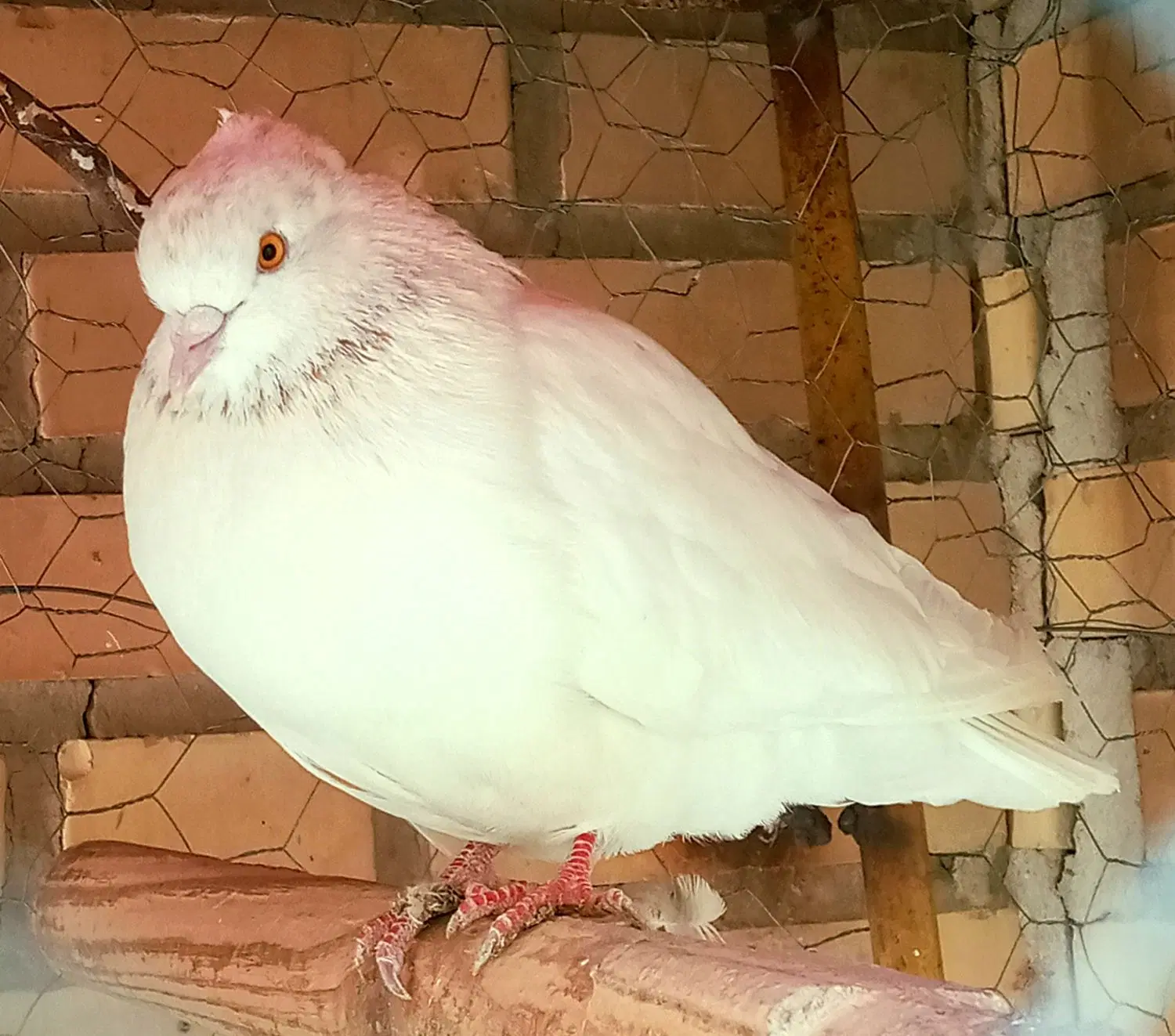 کفتر|پرنده|معصومیه, |دیوار