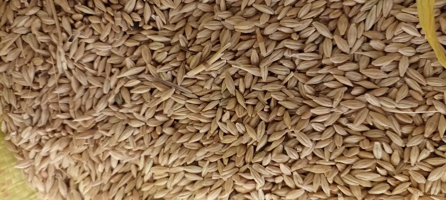 جو بهاره|لوازم جانبی حیوانات|قره پشتلو, |دیوار