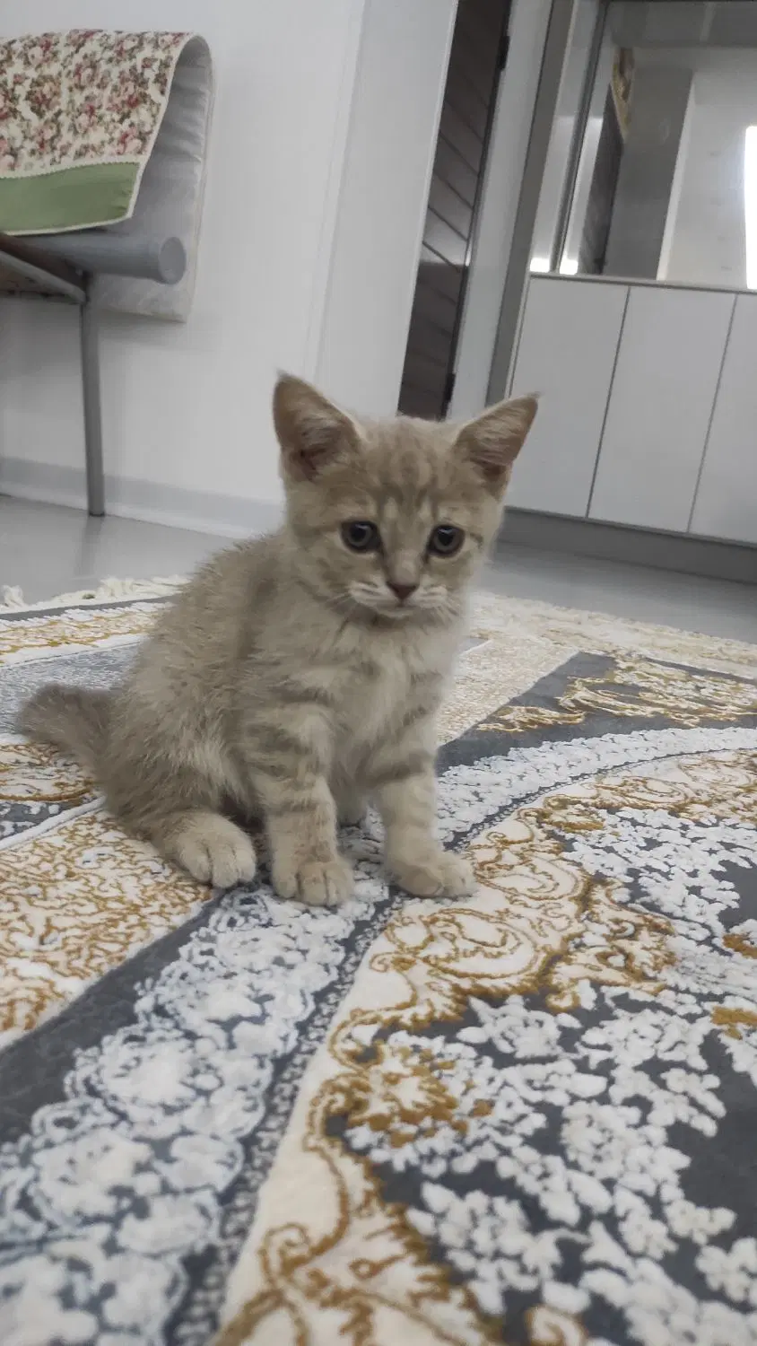 گربه|گربه|گرگان, |دیوار