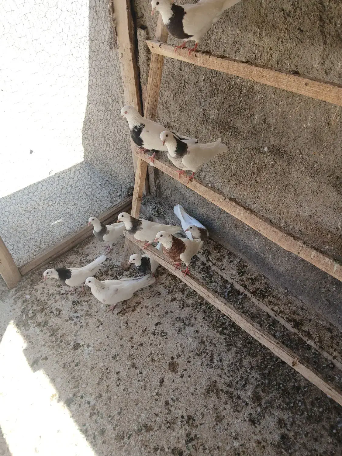 جوجه|پرنده|لالجین, |دیوار