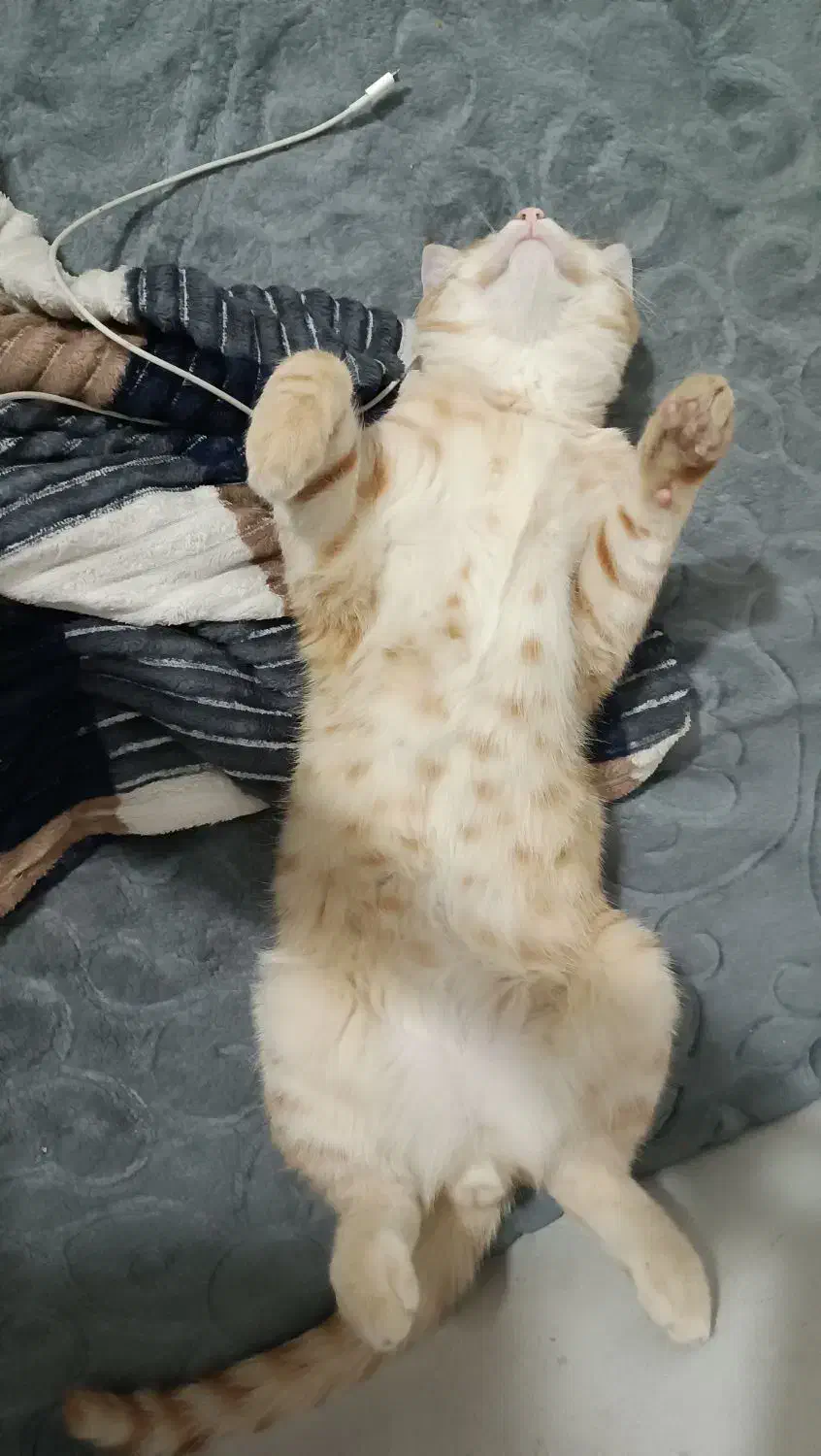 گربه زرد|حیوانات|تبریز, |دیوار