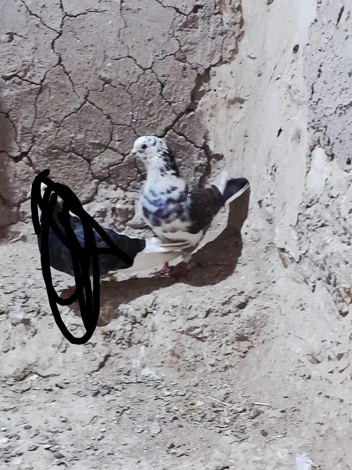 کبوتر|پرنده|زنجان, |دیوار