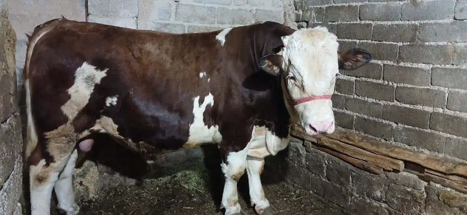 گاو نر|حیوانات مزرعه|ترکمانچای, |دیوار