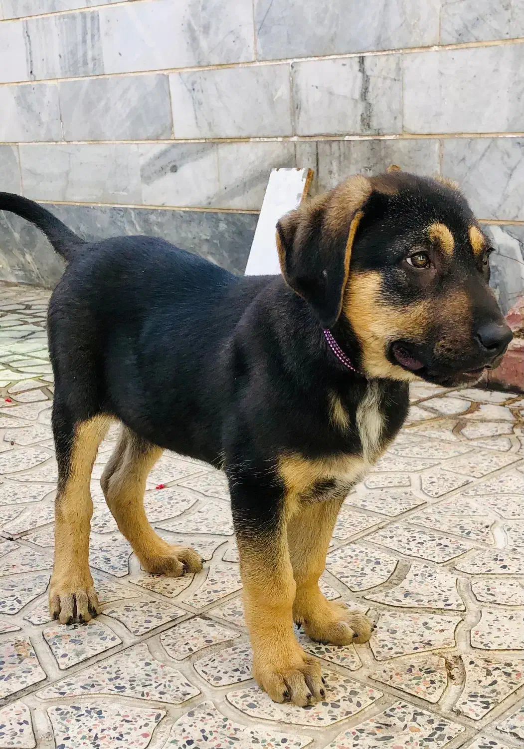 سگ سراب|سگ|کرج, فاز ۴ مهرشهر|دیوار