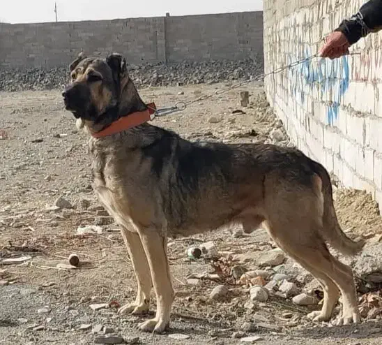 جفت یابی|سگ|ملارد, |دیوار