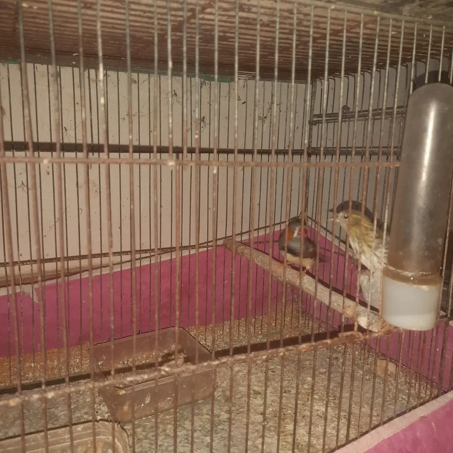 فنچ کینگ|پرنده|رشت, حومه رشت|دیوار