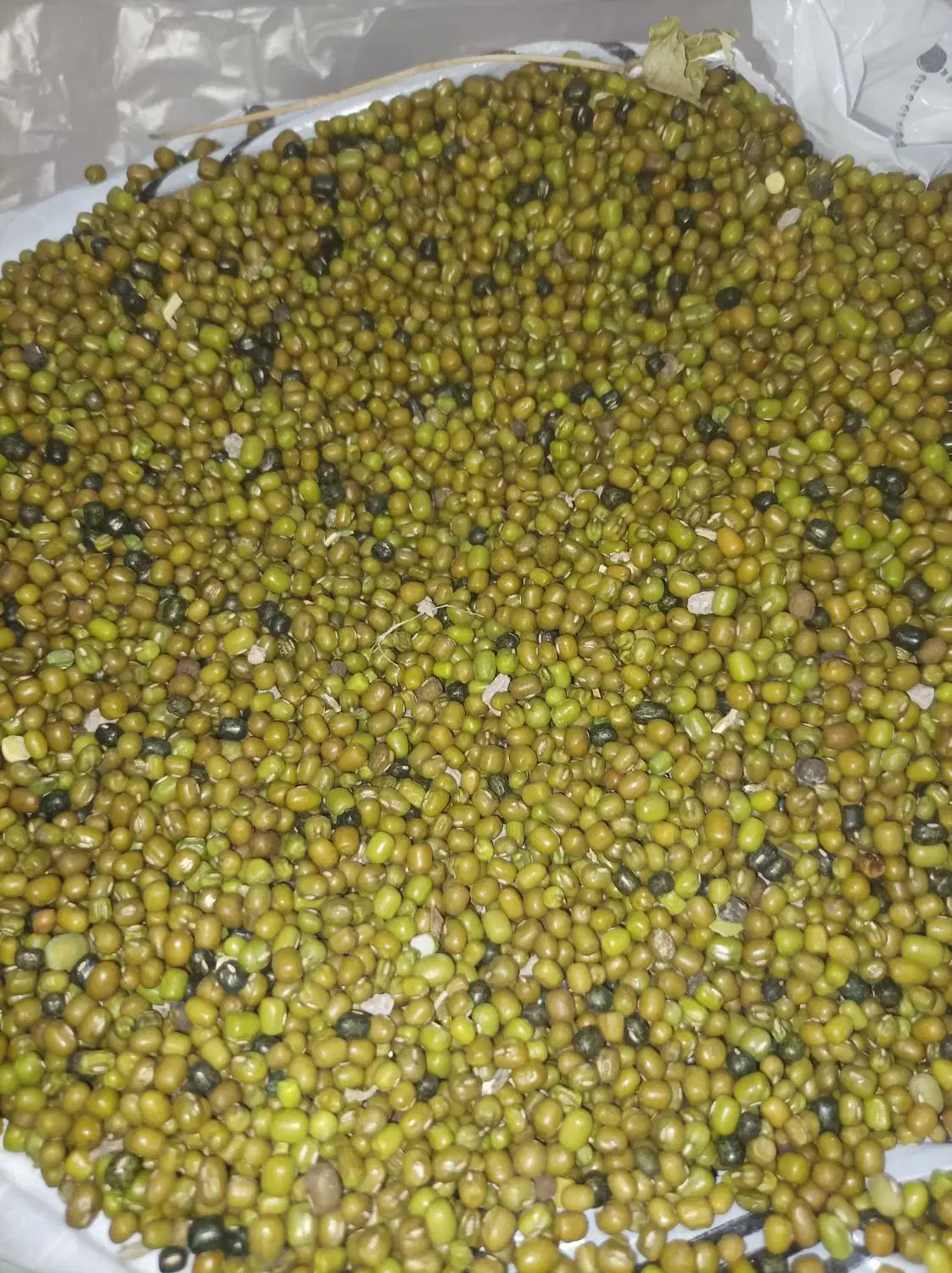 حبوبات|خوردنی و آشامیدنی|چرداول, |دیوار