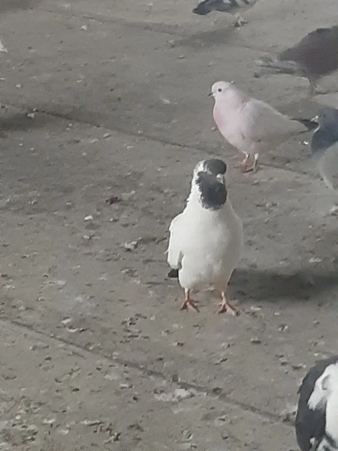 کفتر رنگی|پرنده|قم, پامنار|دیوار