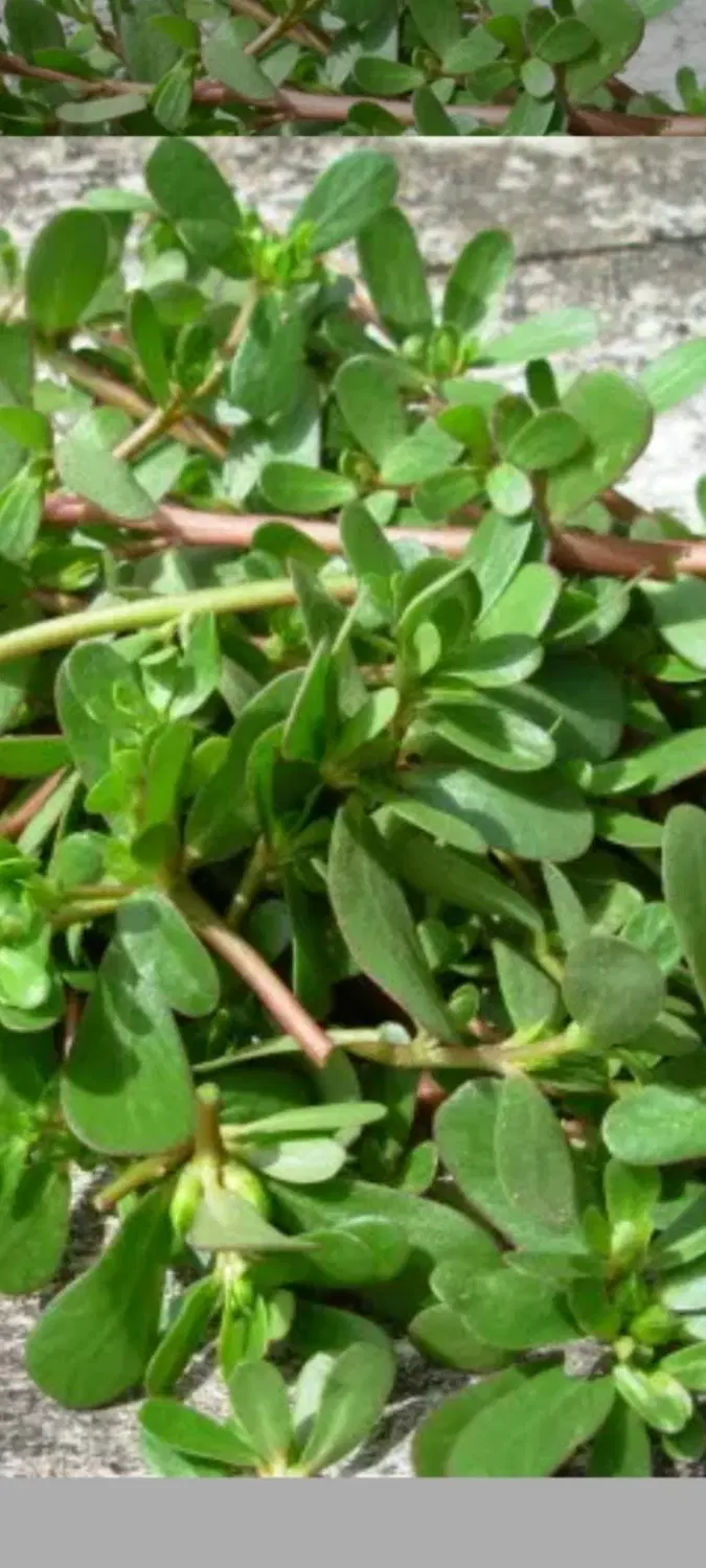 سبزی|خوردنی و آشامیدنی|اهر, |دیوار
