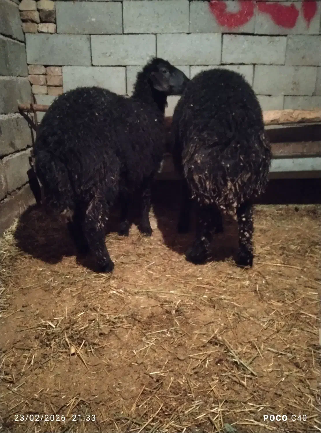 گوسفند|حیوانات مزرعه|باروق, |دیوار