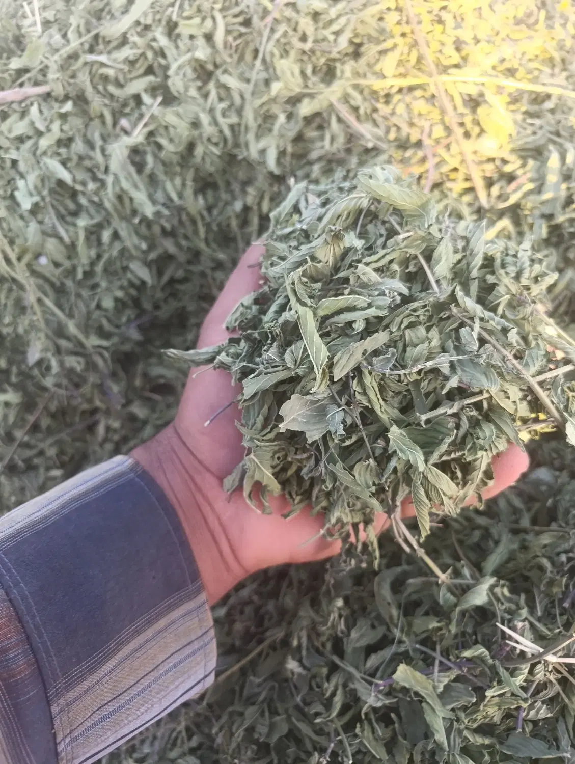 نعنا|گل و گیاه طبیعی|رستاق, |دیوار