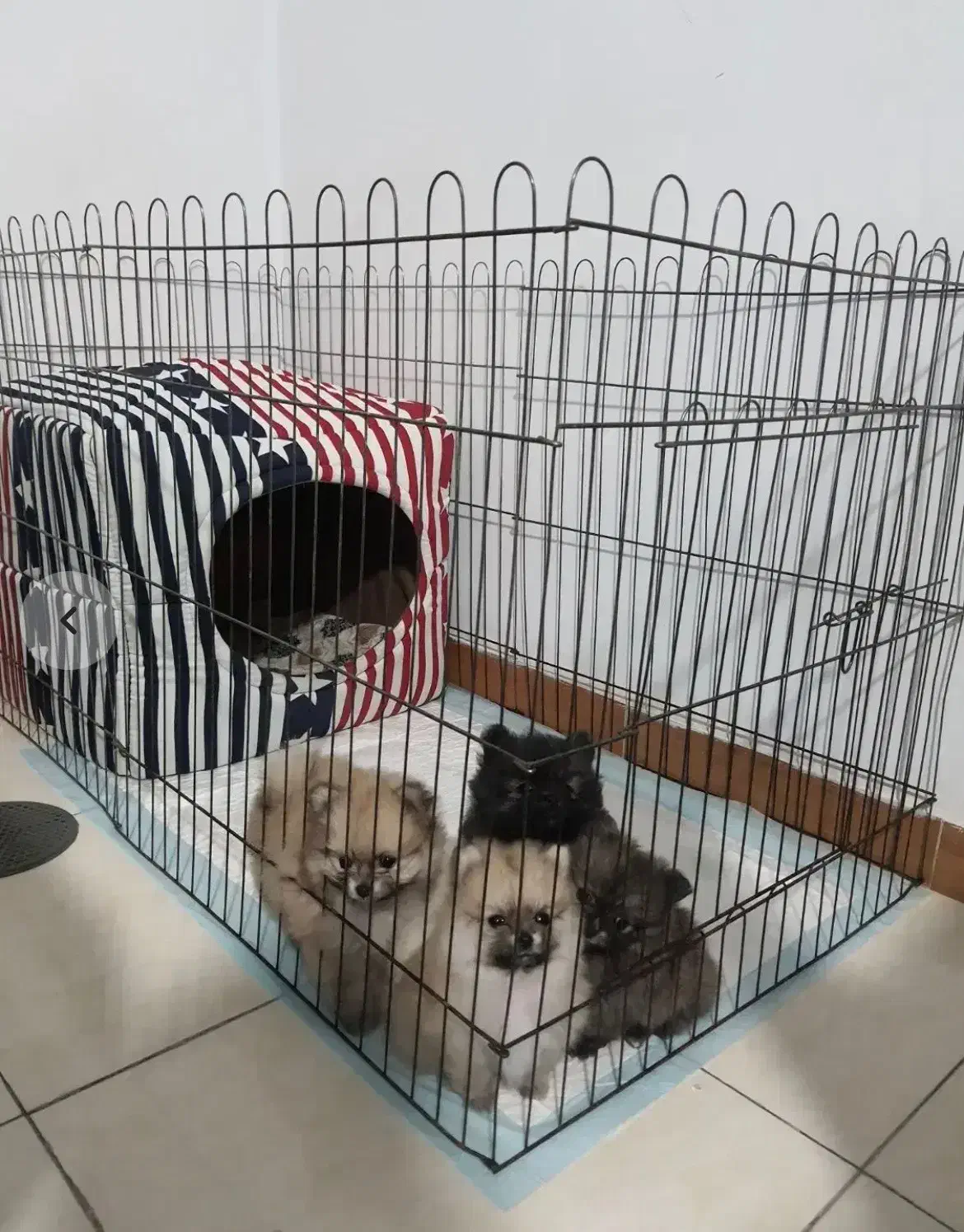 سگ پامر|سگ|تهران, جمهوری|دیوار