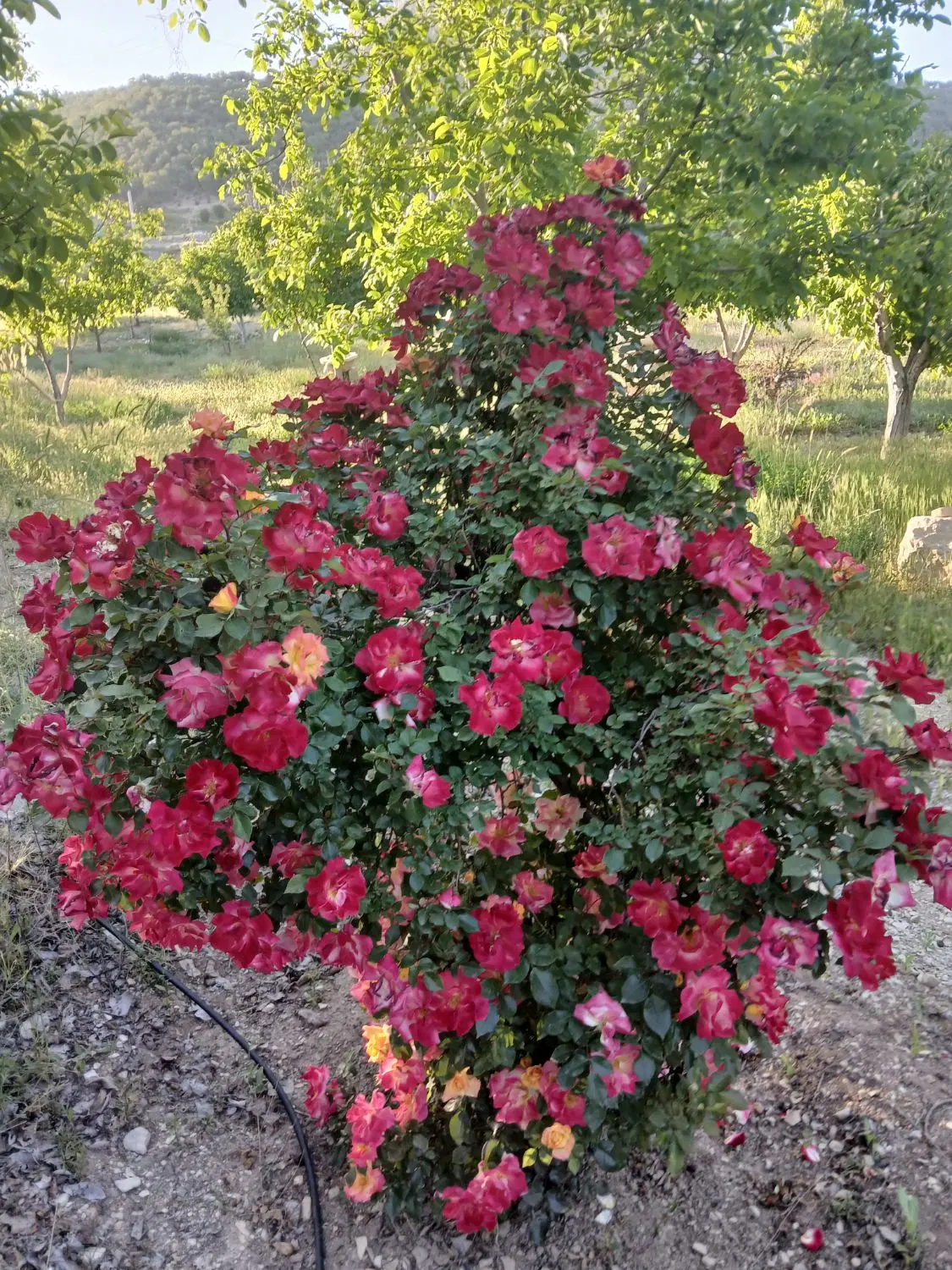 تصویر 6