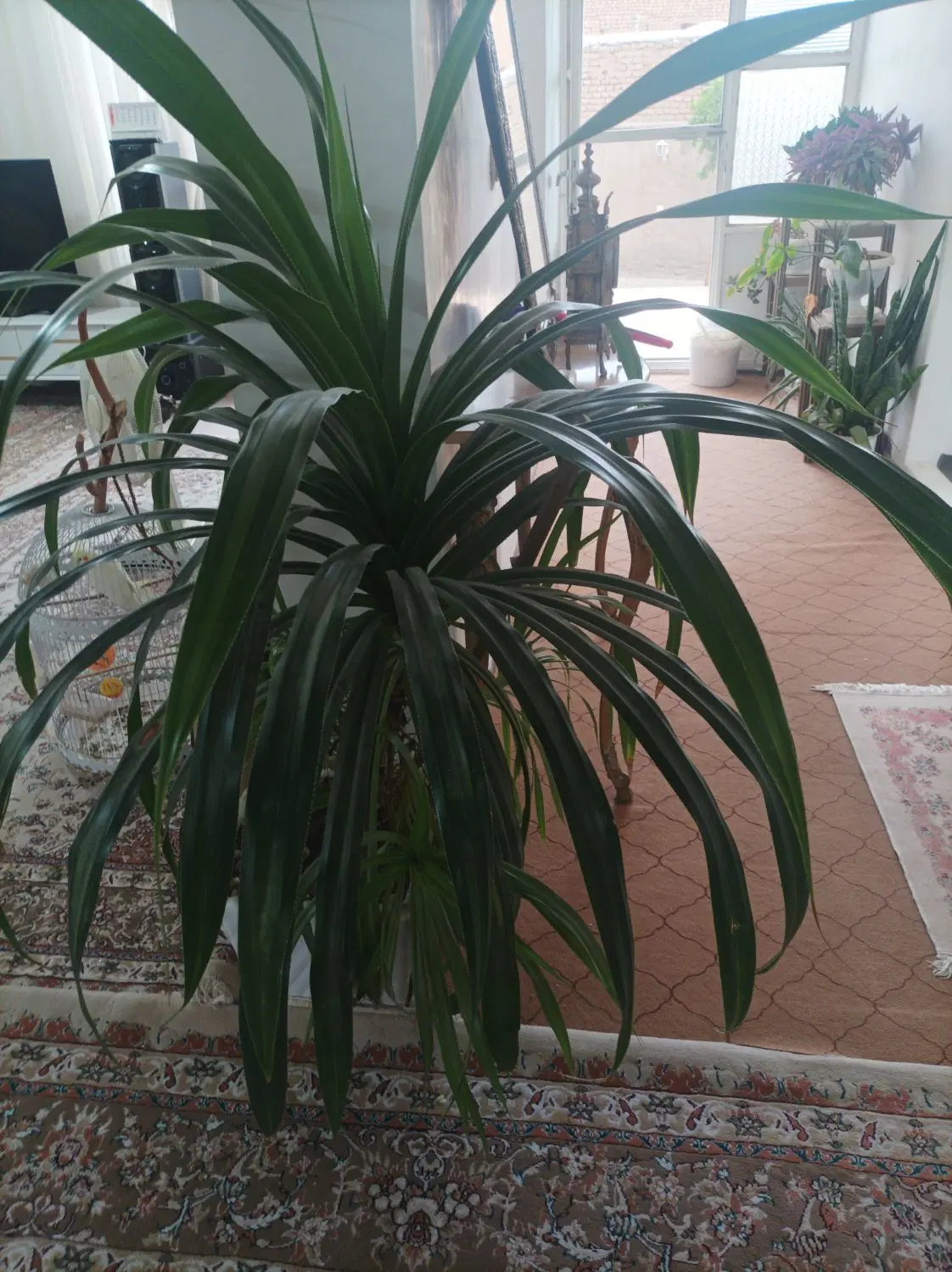گل طبیعی|گل و گیاه طبیعی|سبزوار, طبرسی (جعفرآباد)|دیوار