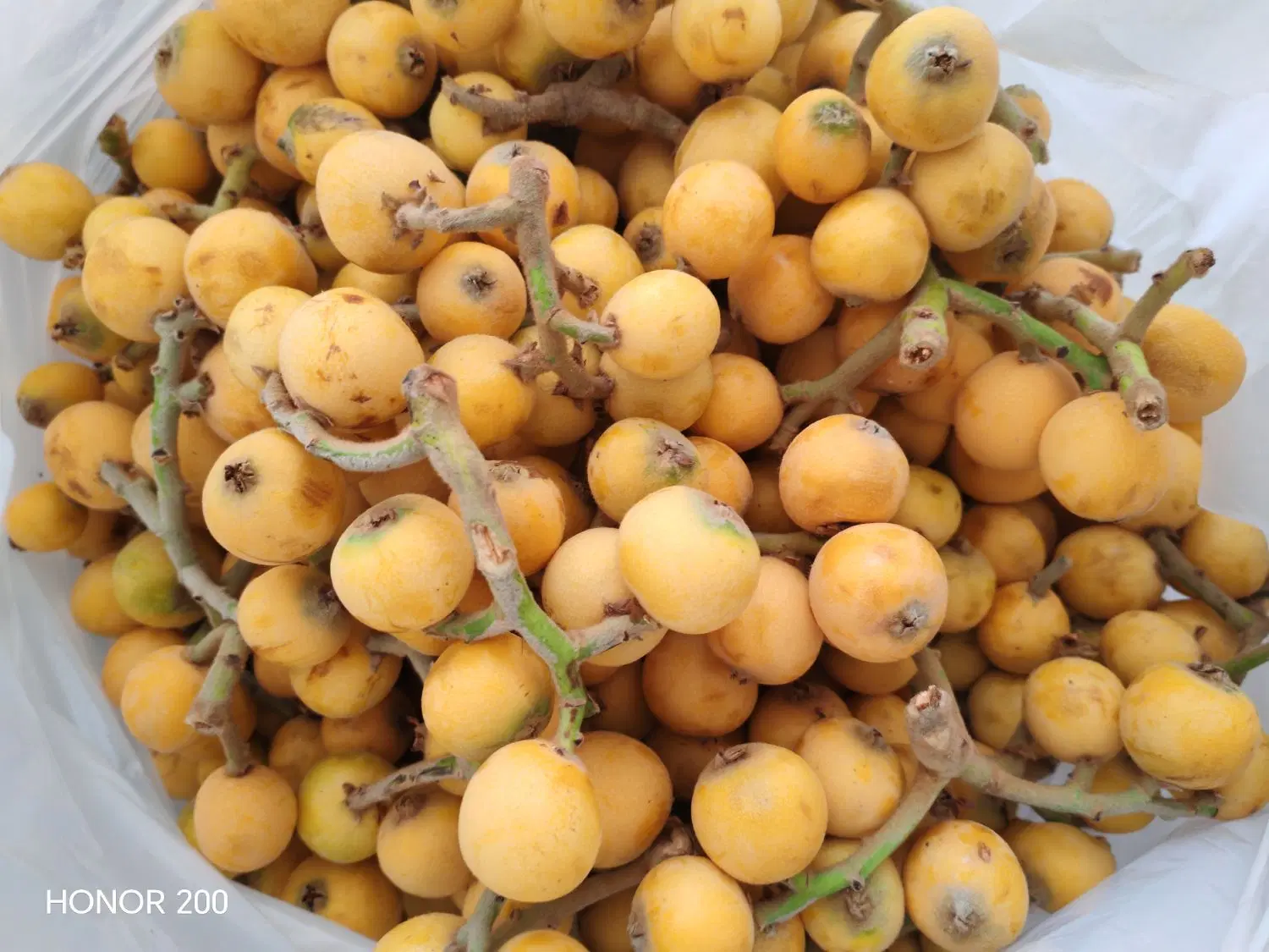 ازگیل|خوردنی و آشامیدنی|شیراز, سفیرشمالی|دیوار