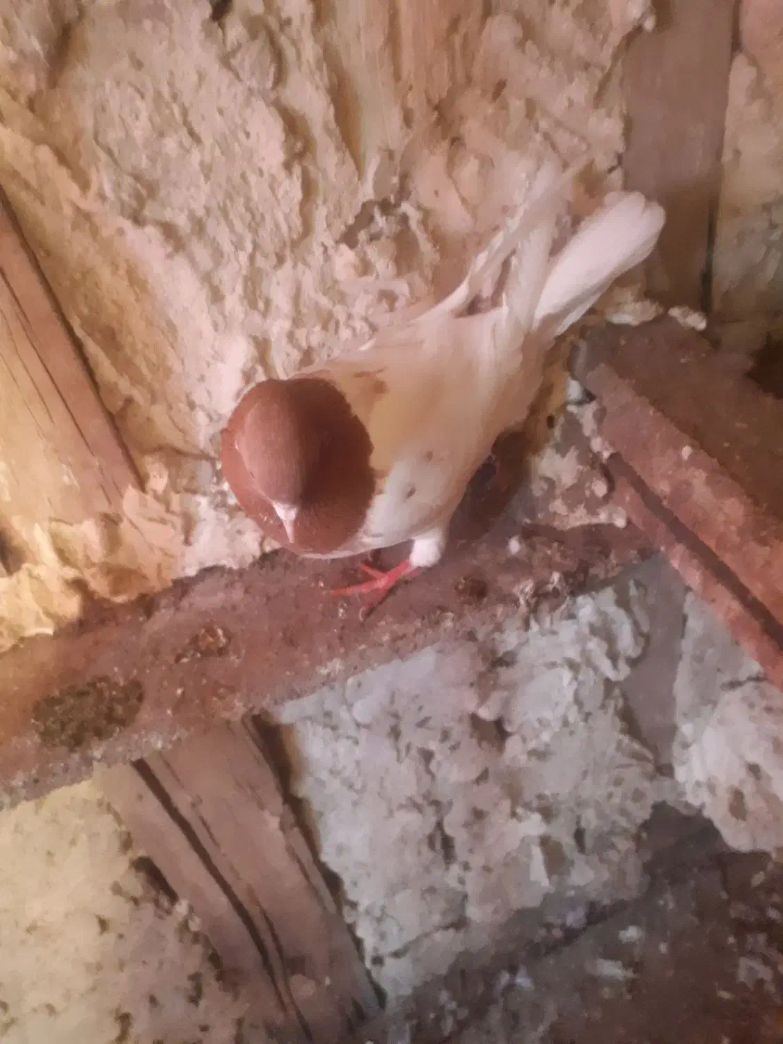 کبوتر|پرنده|تبریز, |دیوار