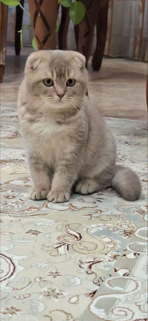 گربه|گربه|قم, حمام تالار|دیوار