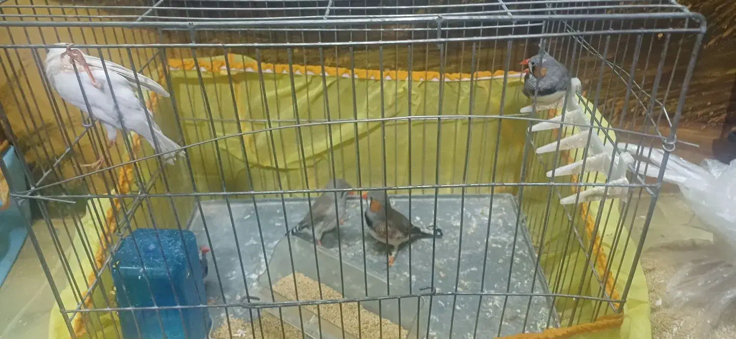 فنچ|پرنده|ورامین, جعفر آباد اخوان|دیوار