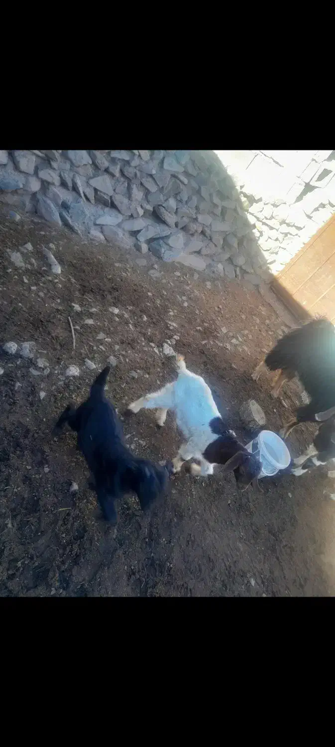 کهره|حیوانات مزرعه|بافت, |دیوار