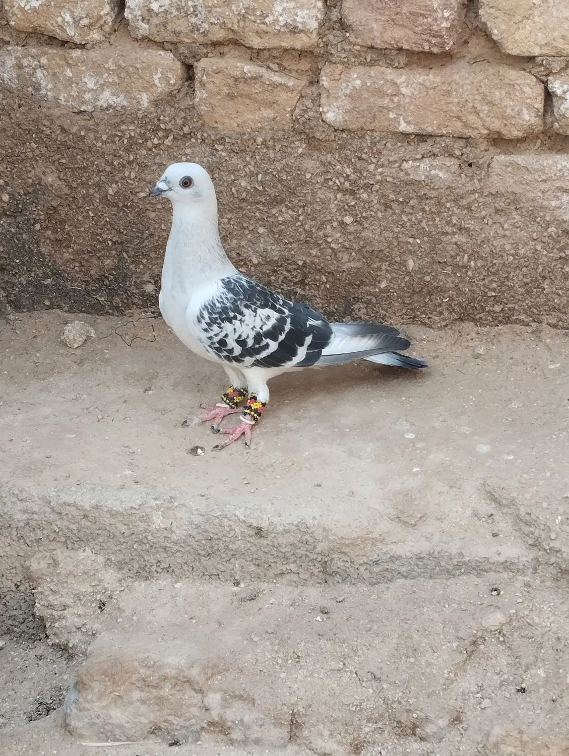 جفت دمی|پرنده|شیراز, حومه شیراز|دیوار