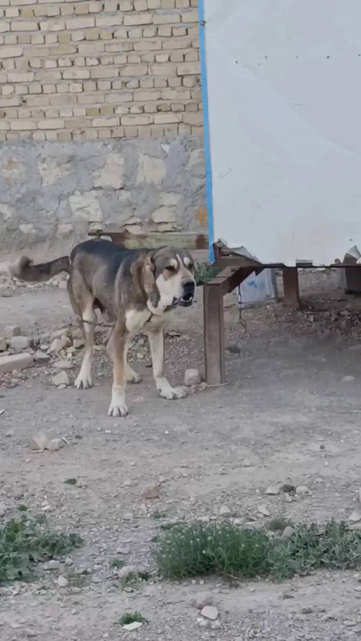 سگ نگهبان|سگ|کبودرآهنگ, |دیوار