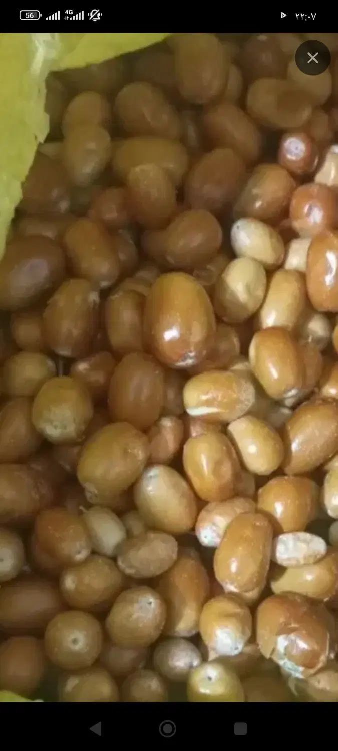 سنجد|خوردنی و آشامیدنی|ملایر, |دیوار