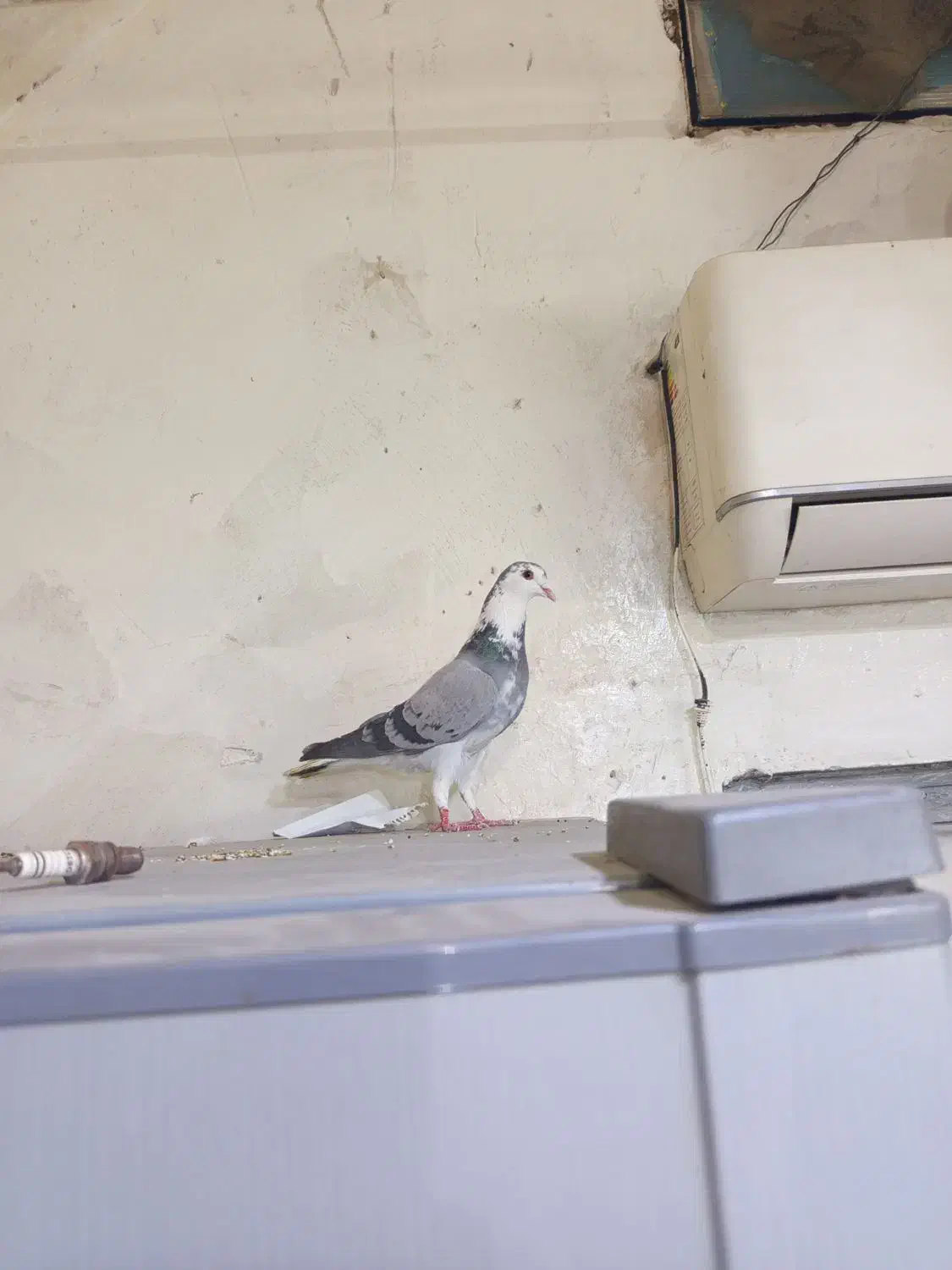 کفتر|پرنده|آران و بیدگل, |دیوار