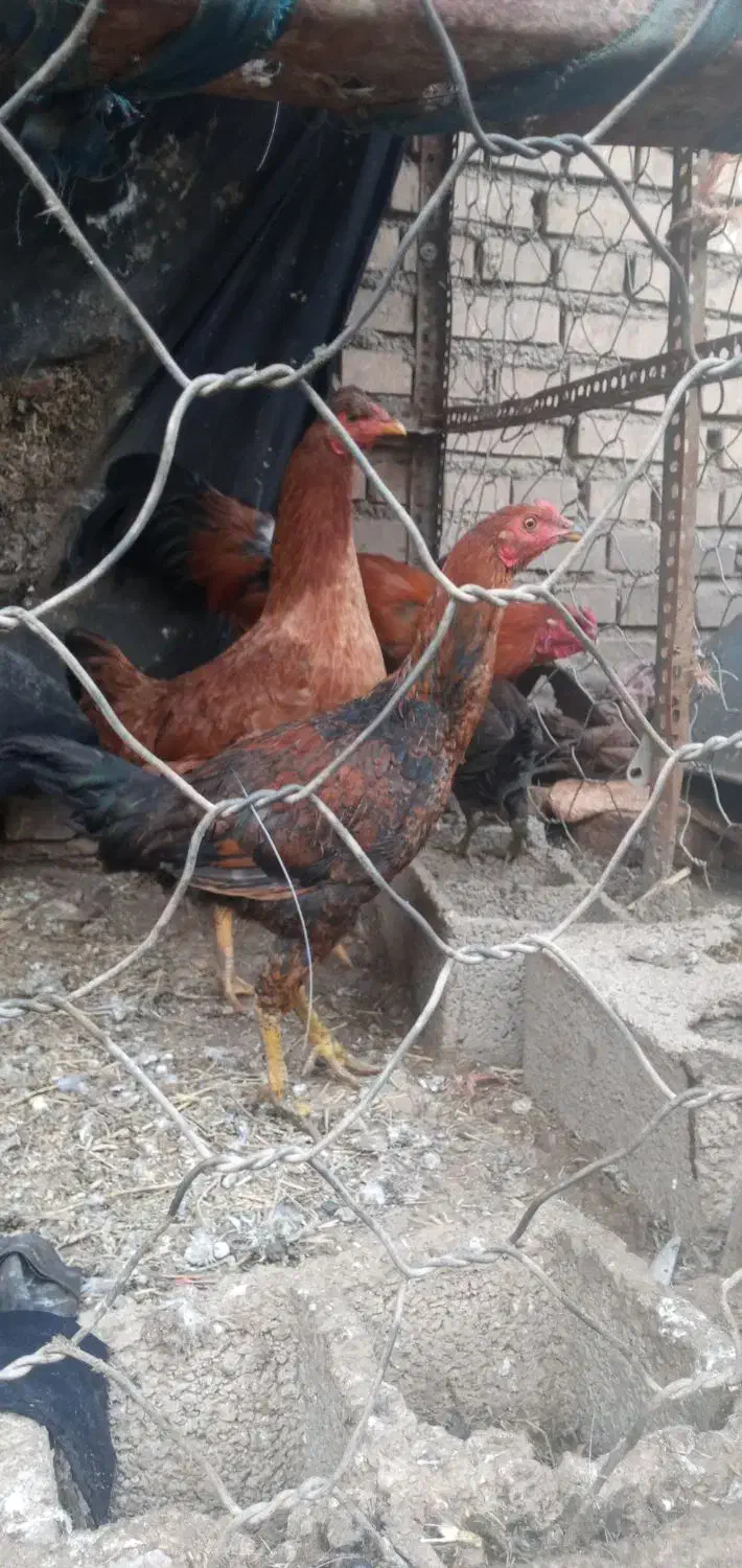 مرغ خروس|حیوانات مزرعه|سنگدوین, |دیوار