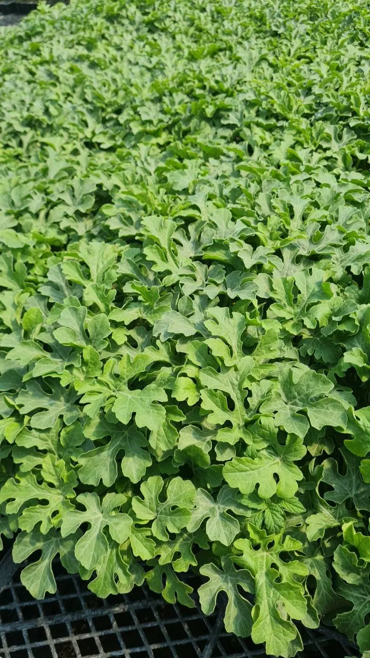 نشا|خدمات باغبانی و درختکاری|گناباد, |دیوار