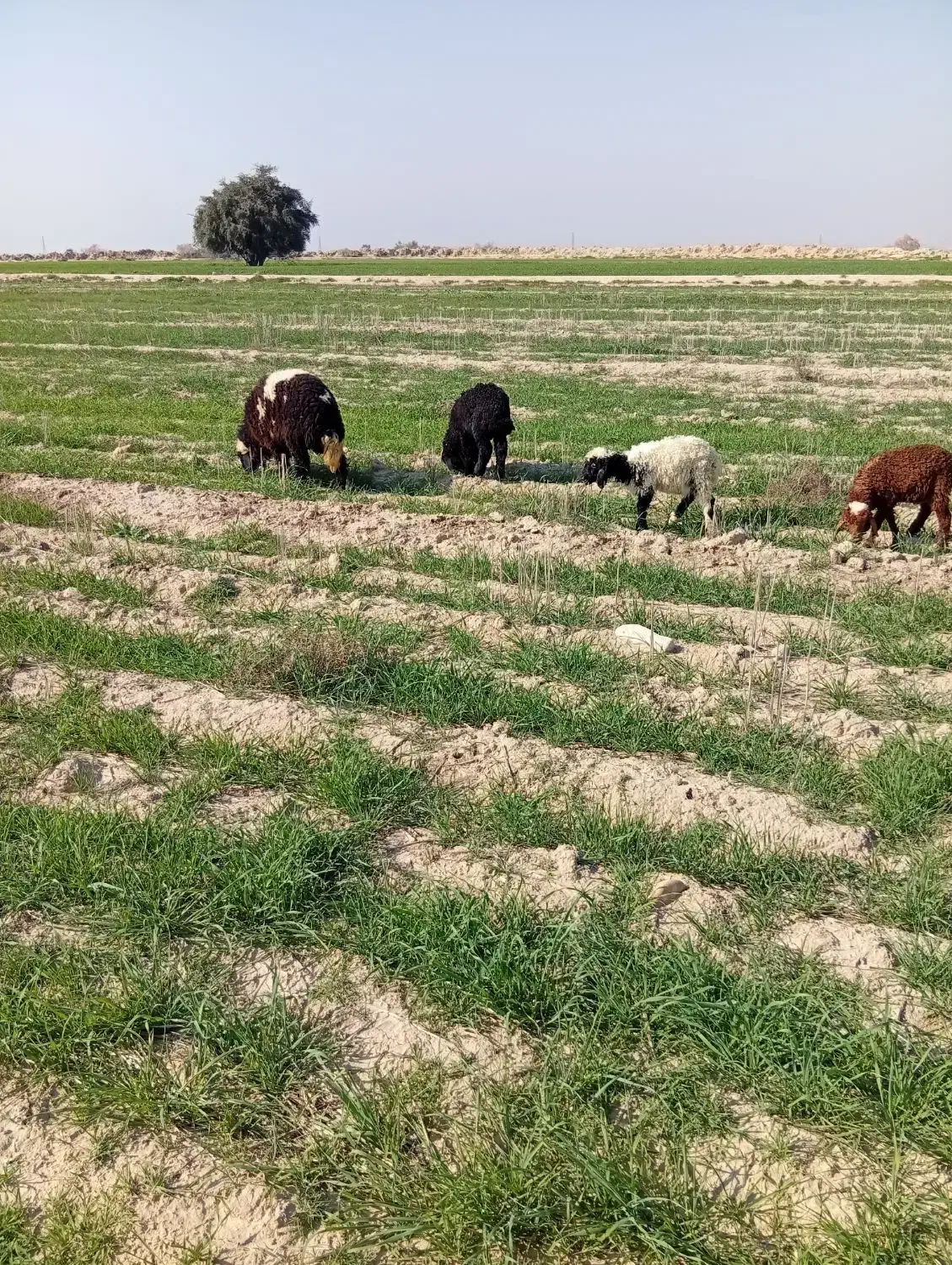 بره|حیوانات مزرعه|امیدیه, |دیوار