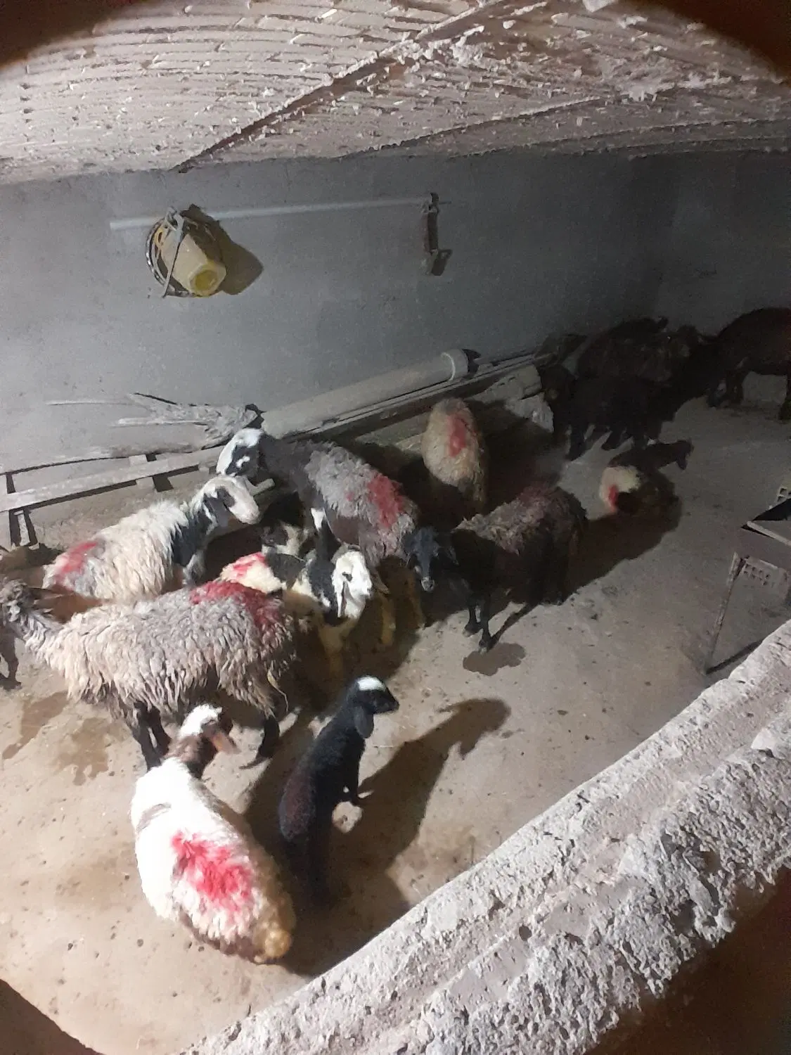 گوسفند|حیوانات مزرعه|ازنا, |دیوار