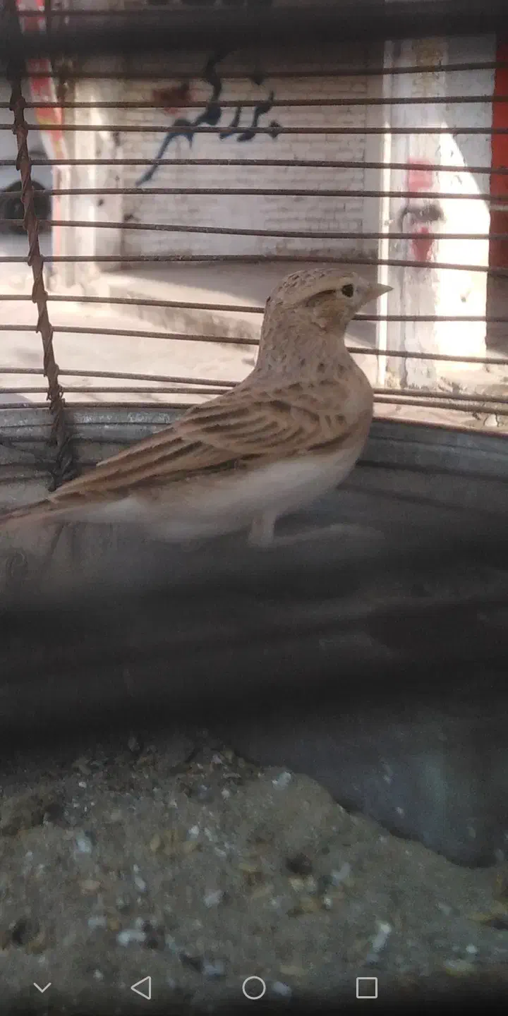 سهره خاکی|پرنده|مرودشت, ژیان|دیوار