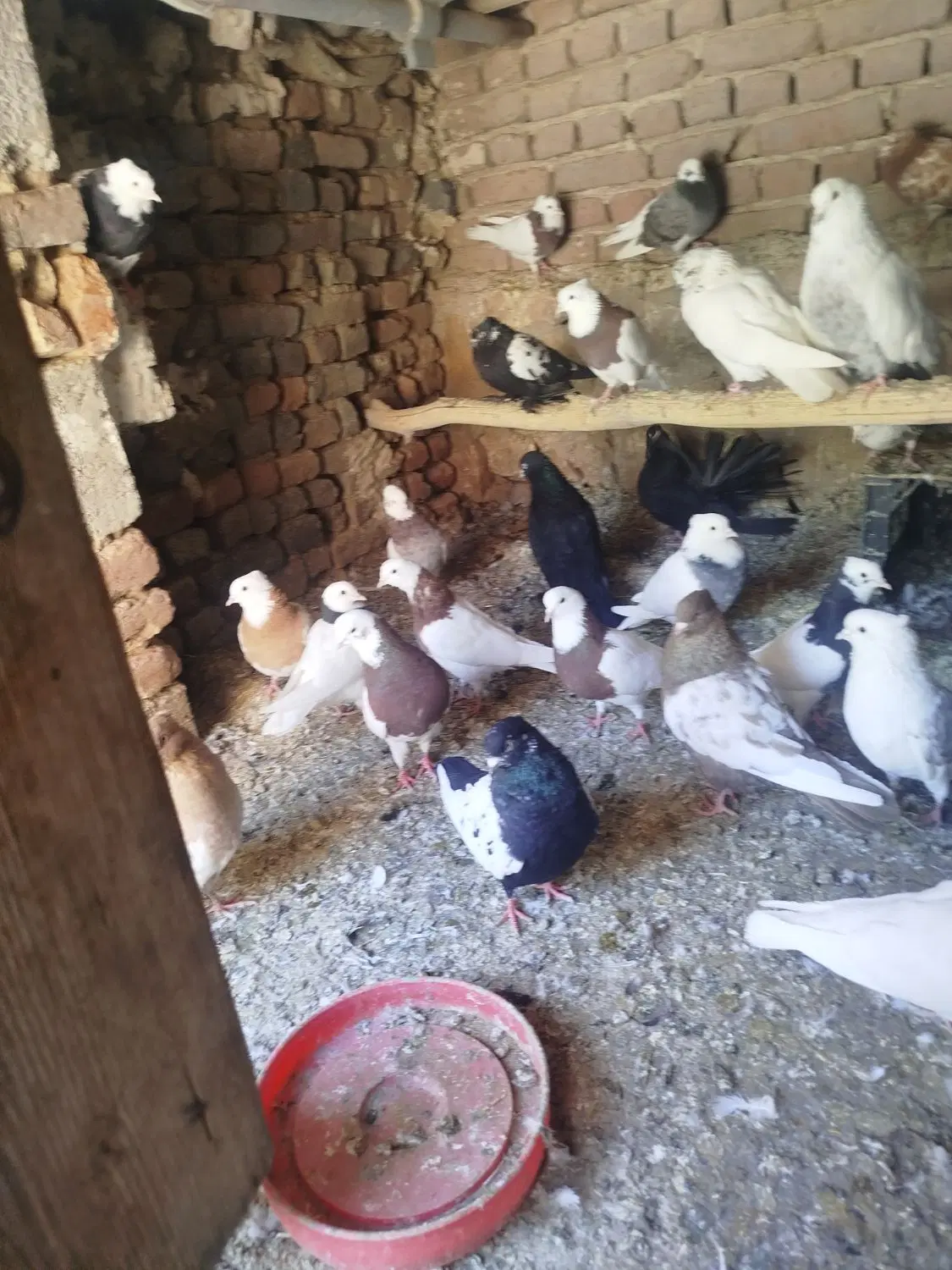 کبوتر|سگ|آذرشهر, |دیوار