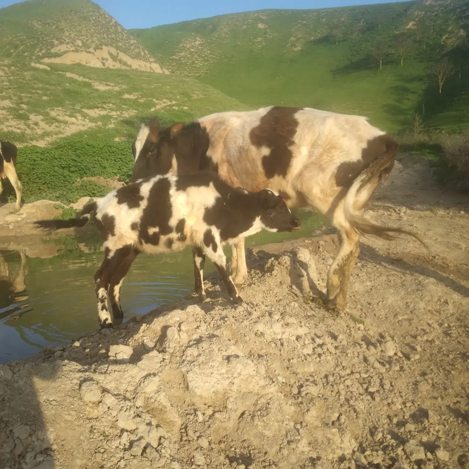 قیمت ۲۲۰|حیوانات مزرعه|گلی داغ, |دیوار