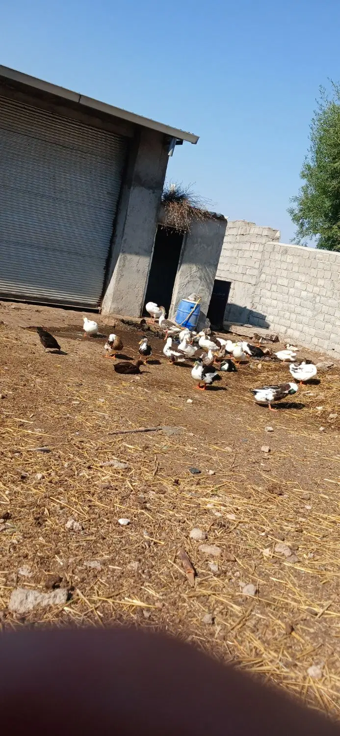 اردک|حیوانات مزرعه|اردبیل, |دیوار