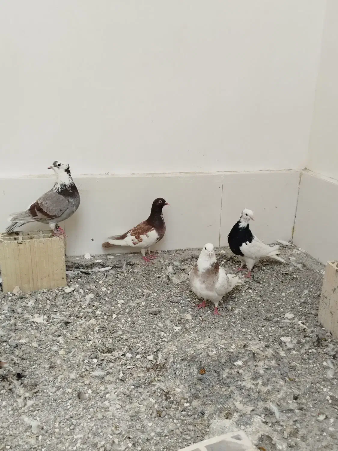 کفترپرشی|پرنده|مشهد, خرمشهر|دیوار