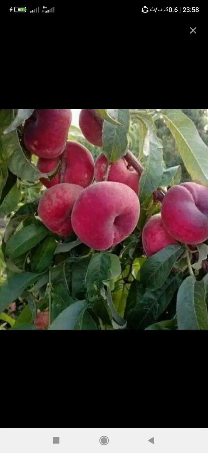 نهال آریا|خدمات باغبانی و درختکاری|تهران, آذربایجان|دیوار