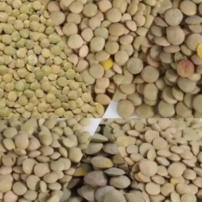 عدس دیم|خوردنی و آشامیدنی|مشگین شهر, |دیوار