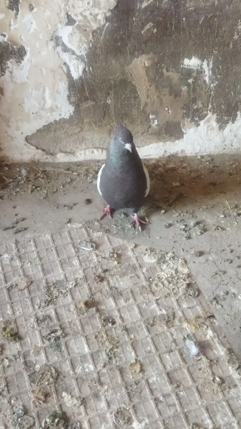 کبوتر|پرنده|بیستون, |دیوار