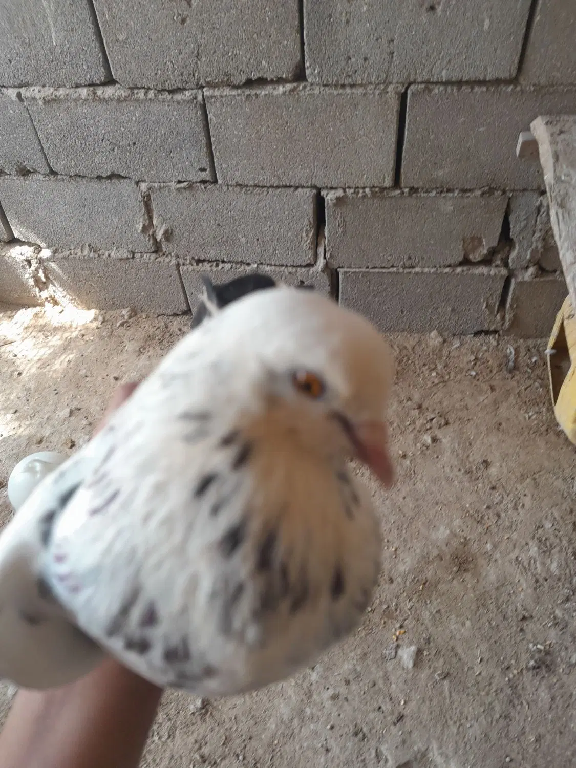 کبوتر|پرنده|پل سفید, |دیوار